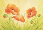 FUN POPPIES Susanne  Bach