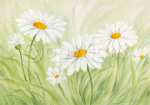 FUN DAISIES Susanne  Bach