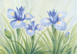 FUN IRISES Susanne  Bach