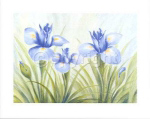 FUN IRISES Susanne  Bach