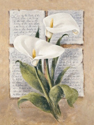 CALLA LILLY POETRY Laura  Martinelli