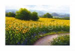 FIELD OF SUNFLOWERS Gerhard  Nesvadba