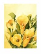Calla Brigitte  Claa&szlig;en