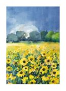 Sunflowers Brigitte  Claa&szlig;en