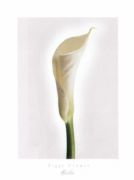 Calla Ziggy  Cr&auml;mer