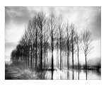 TREES IN NORMANDY Bill  Philip