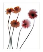 Gerbera Anna  Halm - Schudel