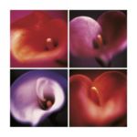 Four Calla Lilies Anna  Halm - Schudel