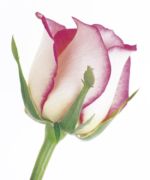 Rose in Bloom Tim  Smith