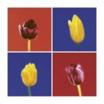 Four Tulips Gill  Orsman