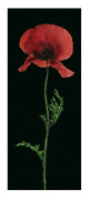 POPPY Andrea   Fontana