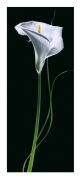 CALLA LILY Andrea   Fontana