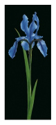 IRIS Andrea   Fontana