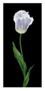 Tulip Andrea   Fontana