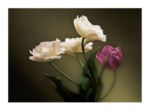 Tulips Don   Mason