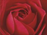 L'imortant, c'est la Rose   Prisma