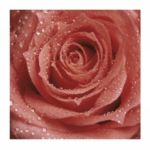 Red Rose   Prisma