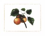 Goldmine Nectarine Morgan Alexandra  Kari