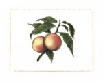 Moorpark Apricot Morgan Alexandra  Kari