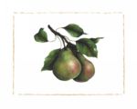Comice Pear Morgan Alexandra  Kari