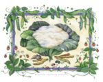 Cauliflower Monika   Broeske