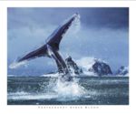 Antarctica Steve  Bloom