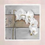 Orchid Tammara   Ross