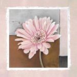 Pink Lady Tammara   Ross