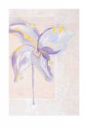 Iris I   Sanderini
