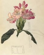 Rhododendron, 1915   Macdonald - Mackintosh
