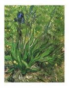 Irises Vincent  van Gogh
