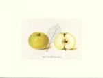 Apfel aus Hawthornden, 1908   Anonymous