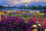 Grand Teton   Anonymous