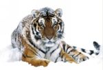 Siberian Tiger   Anonymous