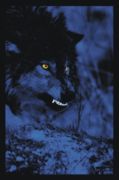 Electric Wolf   Anonymous