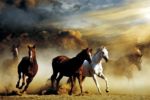 Stampede   Anonymous