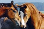 Tenderness   Anonymous