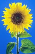 Sunflower   Anonymous
