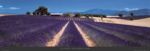 Lavander Provence, France Koji  Yamashita