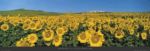Sunflower Field, Andalucia, Spain Koji  Yamashita