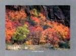 Symphony of Colors Christophe  Cassegrain