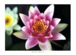 Single Nymphaea, 2000 Mina  Selis