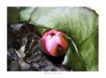 Nymphaea, 2000 Mina  Selis