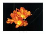 Orange Clivis, 2000 Mina  Selis