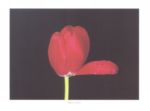 Red Tulip, 2000 Mina  Selis