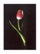 Red Tulip, 2000 Mina  Selis
