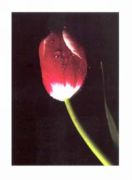 Red Tulip, 2000 Mina  Selis