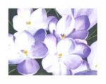 Crocuses, 2000 Maud  Durland
