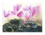 Cyclamen, 2000 Maud  Durland