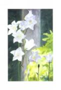 Campanula, 1999 Maud  Durland